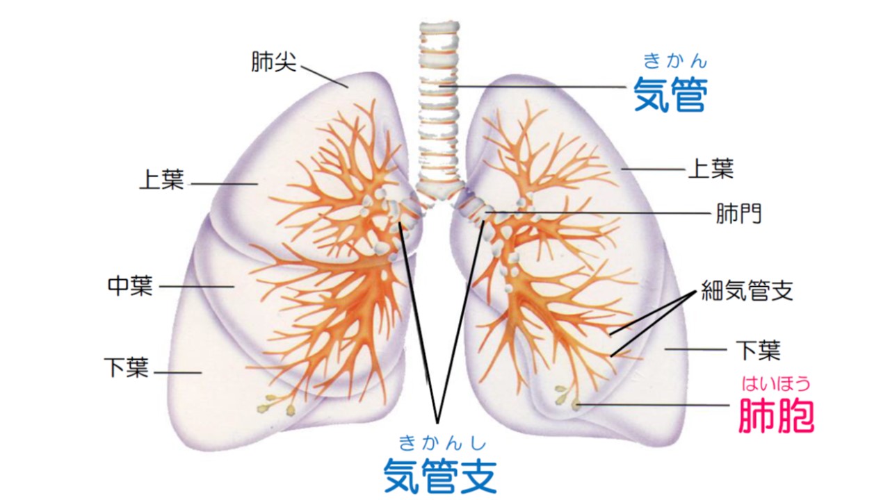 続く 空咳