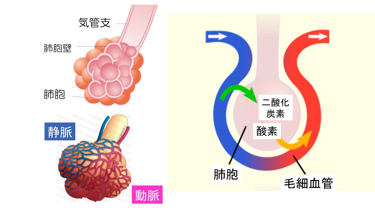 涙 咳 に 吐き そう なる