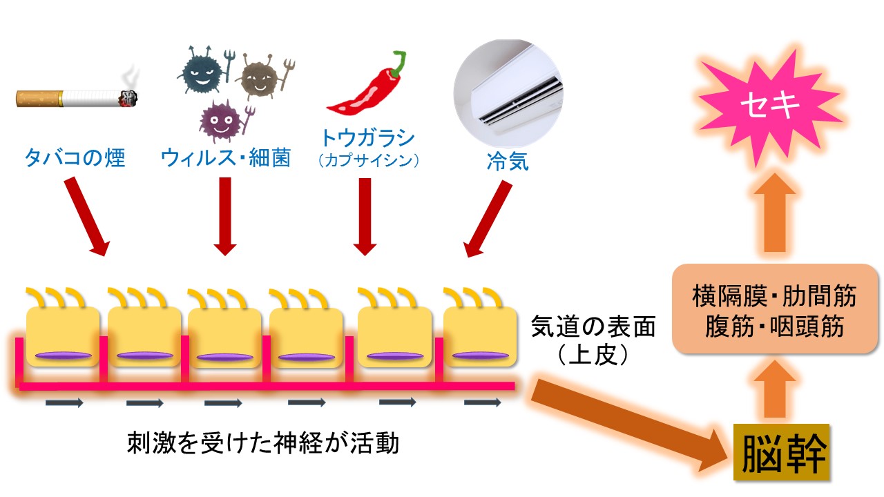 EDのためのシルデナフィルの最高用量