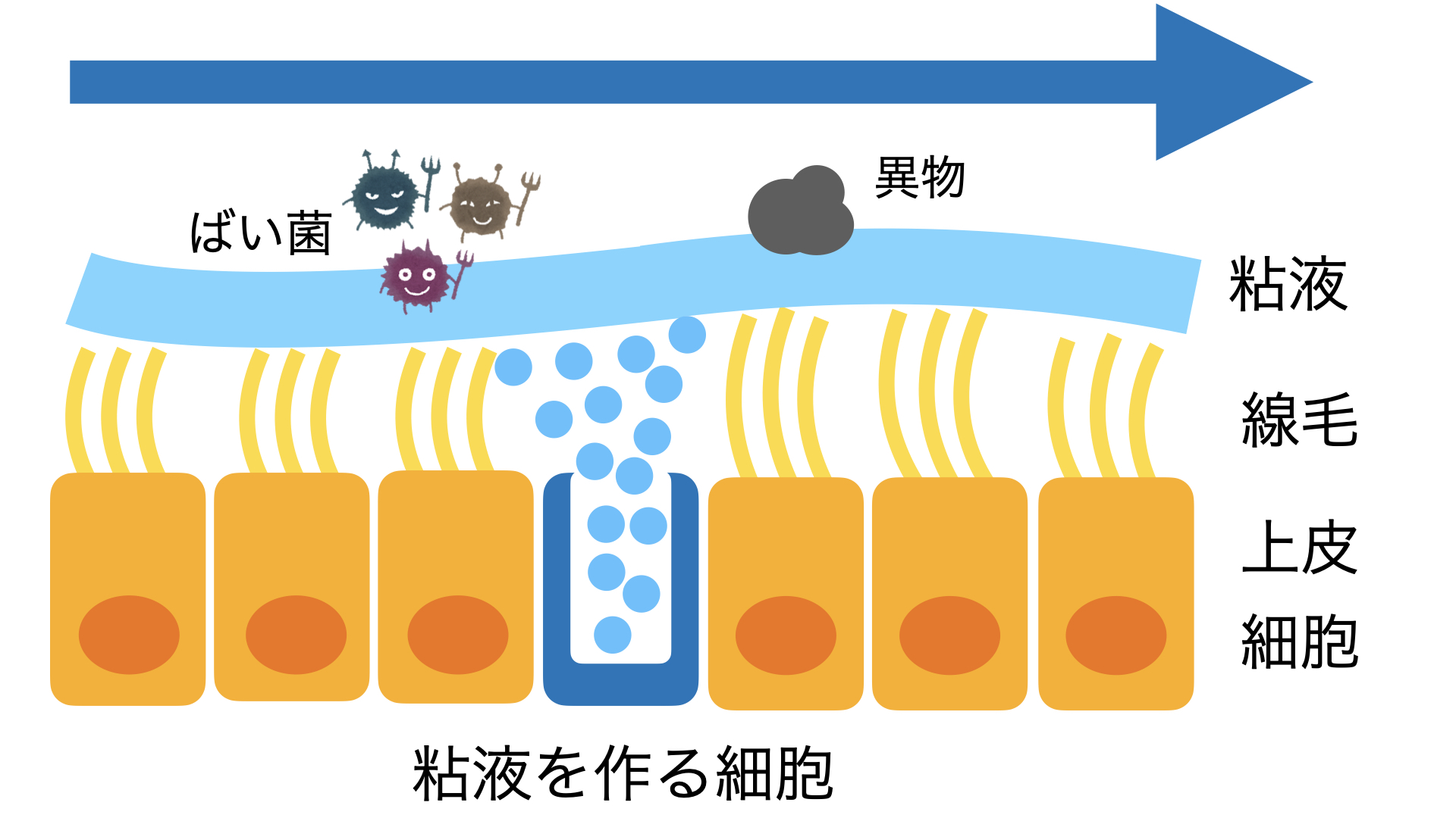 勃起不全のレビューのためのpショット